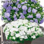花苗カンパニュラライクミーセット2...