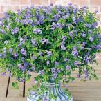 花苗 スーパートレニア カタリーナ ブルーリバーPVP 2株 PW 花の苗