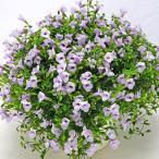 花苗 スーパートレニア カタリーナ アイスリバーPVP 2