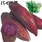 イモヅル 芋づる バイオ苗パープルスイートロードPVP 50本 / さつまいもの苗 サツマイモの苗 家庭菜園 紫芋 紫いも 人気 お菓子作り
