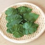 有用植物苗 オカワカメ 2株 / おかわかめ 山菜 さんさい ビタミンA ミネラル コリコリ食感 栄養高い