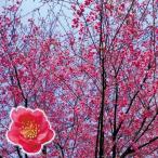  Sakura рассада elegance ...PVP 1 АО Sakura рассада Hanaki рассада страна ..