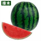 接木野菜苗 大玉スイカ 接木F1羅皇