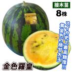 接木野菜苗 大玉スイカ苗 接木F1金色羅皇 8株 こんじきらおう 9cmポット 人気 国華園