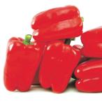 実生野菜苗パプリカF1レッドスター12株