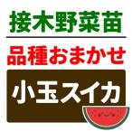 接木野菜苗品種おまかせ接木小玉スイ...