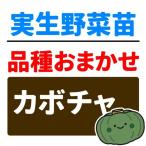  реальный сырой овощи рассада товар вид случайный реальный сырой тыква 2 АО юг . собственный корень рассада ....... страна ..