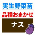 実生野菜苗品種おまかせ実生ナス2株...