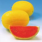 ショッピングスイカ 種 野菜たね スイカ F1金俵すいか 1袋(5粒)