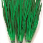 種 野菜たね 健康野菜 スーパーワイドにら葱 1袋（4ml
