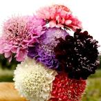  вид цветок .. запад сосна насекомое . смешивание 1 пакет (300mg)