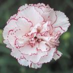 種 花たね カーネーション ベニグナ 1袋(200mg) / 花種 花の種 はなたね カーネーションの種 春植え 春まき