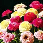  вид цветок .. 100 день . Gin terela мода Mix 1 пакет (20 шарик )