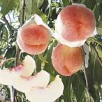 ショッピング桃 果樹苗 モモ 桃水こまち 富士野生桃R 1株