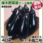 野菜苗ケース販売ナス接木F1千両二...
