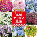 ショッピング福袋 アジサイ 苗 苗木 高級アジサイ福袋 3株 /　アジサイの木 紫陽花 あじさい アジサイの苗木 庭木 植木 花木苗 国華園 送料無料