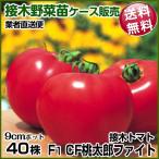  овощи рассада кейс распродажа помидор контактный дерево F1CF персик Taro faito2026 год 2 месяц отправка 1 кейс (40 АО входить ) бесплатная доставка /..... овощи. рассада торговец прямая поставка рейс 