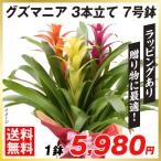 観葉植物 グズマニア3本立て 7号鉢 1株