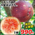 イチジク 苗木 苗 久留米ばさろR 1株 [限定特価] / 無花果 イチジクの木 果樹苗 国華園