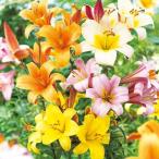  лилия луковица труба Lilly ...15 лампочка лилия. луковица 100 .