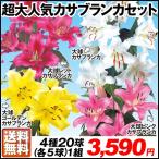 ユリ 球根 超大人気大球カサブランカセット4種20球 (各5球) 送料無料 オリエンタルリリー 花ユリ