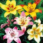 su.. лилия луковица 2 цвет ..... лилия ...20 лампочка 