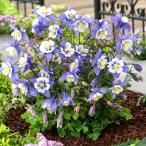 花苗西洋オダマキF1ブルーホワイト...