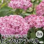 花木苗 アメリカアジサイ ピンクのアナベルPVP 1株
