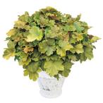  цветок рассада гейхера Dolce масло крем PVP 2 АО / цветок. рассада PW лист .. цвет leaf двор 