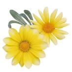 花苗ガザニアビーストシルバーフォッ...