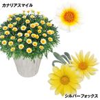 花苗ガザニアビーストセット2種4株...
