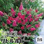 ブッドレア 苗 苗木 バタフライキャンディーR リトルルビー 1株 / ブッドレア苗 ブッドレアの苗 庭木 植木 花木苗 バタフライブッシュ