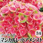花木苗 アジサイ マジカルレッドアメジスト 1株 品種登録出願中