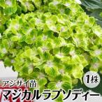 花木苗 アジサイ マジカルラプソディー 1株 品種登録出願中