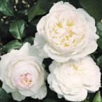 バラ苗 苗木 四季咲中輪バラ ボレロPVP 1株 / バラの苗 薔薇苗 薔薇の苗 FL フロリバンダローズ 花木苗