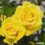 ショッピング苗 バラ苗 苗木 四季咲中輪バラ レヨン ドゥ ソレイユPVP 1株 / バラの苗 薔薇苗 薔薇の苗 FL フロリバンダローズ 花木苗