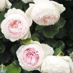 ショッピング苗 バラ苗 苗木 つるバラ クリスティアーナPVP 1株 / 薔薇苗 薔薇の苗 バラの苗 CL クライミングローズ 花木苗