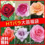 バラ苗 苗木 四季咲き大輪バラ福袋(品種見計らい) 送料無料 3株 / 薔薇苗 薔薇の苗 バラの苗 HT ハイブリッドティーローズ 花木苗