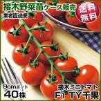 野菜苗ケース販売 トマト 接木F1TY千果 9月発送 1ケース(40株入) 送料無料 /やさいなえ 野菜の苗 ちか 業者直送便