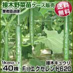 野菜苗ケース販売キュウリ接木F1エ...