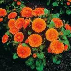  страна .. вид цветок .. календула бонбон orange 1 пакет (20 шарик ) / цветок. вид почтовый заказ цветок вид. топорик . золотой . цветок Curren te.laka плита .la