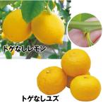 国華園カンキツ苗トゲなしユズ＆レモ...