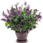 花苗スーパーサルビアロックンロール...