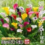 畑地性カラー 球根 ミックス (無選別) 5球 カラーの球根 カラーの花 春植え球根 送料込み