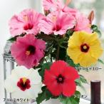 花苗 ハイビスカス ロングライフシリーズセット 4種4株 花の苗