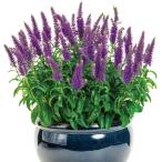 花苗ベロニカウィザーディングブルー...