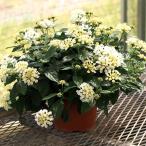 花苗 スーパーランタナ ムーンホワイトP