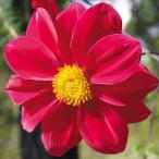 花苗皇帝ダリアハイブリッドガッツァ...