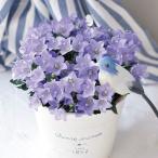 花苗 カンパニュラ メリーベルPVP 2株 PW 花の苗