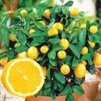 ショッピングクエン酸 有用植物苗 レモン レモン２１ 2株 / 檸檬 レモンの苗 れもんの苗 檸檬の苗 ビタミンＣ クエン酸 家庭菜園 自家栽培